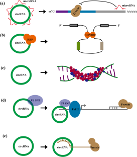 The Function of Circular RNAs in Myocardial Ischemia-Reperfusion Injury: Underlying Mechanisms and Therapeutic Advancement.