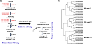 Identification and expression profile of dhurrin biosynthesis pathway genes in sorghum vegetative tissues