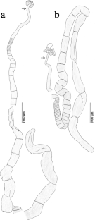 Two new species of Scyphophyllidium (Cestoda: Phyllobothriidea) from Chaenogaleus macrostoma (Bleeker) (Elasmobranchii: Carcharhiniformes) from the Persian Gulf, Iran.