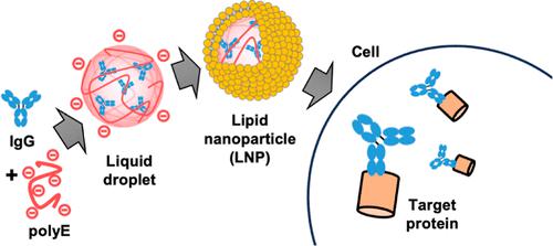 Liquid Droplet-Mediated Formulation of Lipid Nanoparticles Encapsulating Immunoglobulin G for Cytosolic Delivery