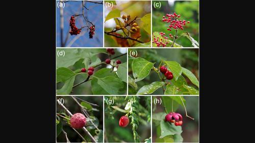 Forest tree community ecology and plant–soil feedback: Theory and evidence