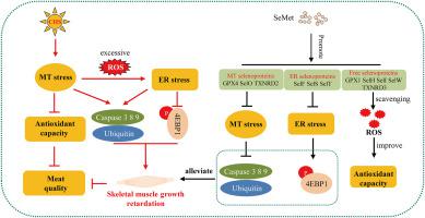 Selenomethionine alleviates chronic heat stress-induced breast muscle injury and poor meat quality in broilers via relieving mitochondrial dysfunction and endoplasmic reticulum stress