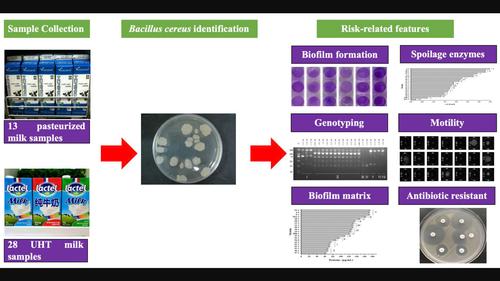 Occurrence and risk-related features of Bacillus cereus in fluid milk