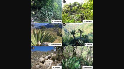 Evolutionary and ecological trends in the Neotropical cycad genus Dioon (Zamiaceae): An example of success of evolutionary stasis