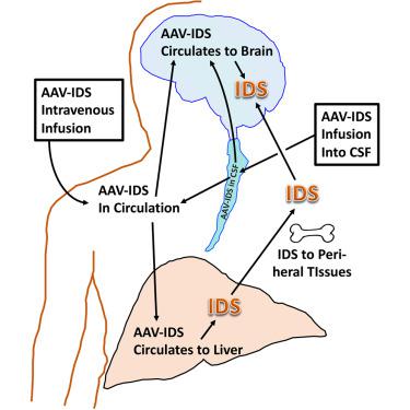 Comparative dose effectiveness of intravenous and intrathecal AAV9.CB7.hIDS, RGX-121, in a murine model of mucopolysaccharidosis type II