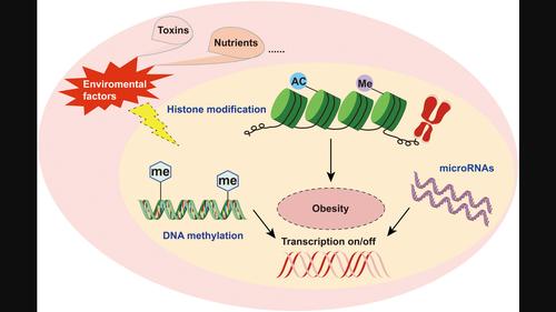 Epigenetics in obesity: Mechanisms and advances in therapies based on natural products.