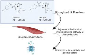 Glucosamine substituted sulfonylureas: IRS–PI3K–PKC–AKT–GLUT4 insulin signalling pathway intriguing agent