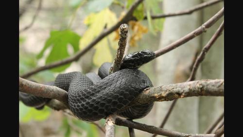 Tongue flicking heralds flight behaviour following passive antipredator displays in dice snakes