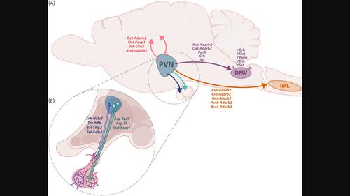 An integrated single-cell RNA-seq atlas of the mouse hypothalamic paraventricular nucleus links transcriptomic and functional types