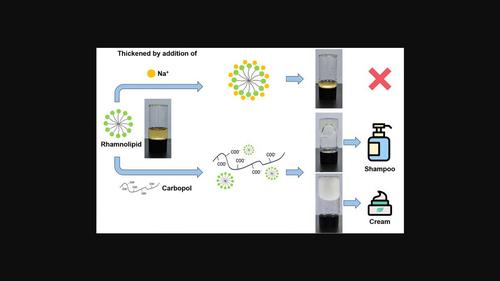 Formulation of rhamnolipid-containing cosmetics without sulfate surfactants: A rheology and stability study