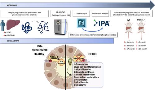 Molecular basis of progressive familial intrahepatic cholestasis 3. A proteomics study