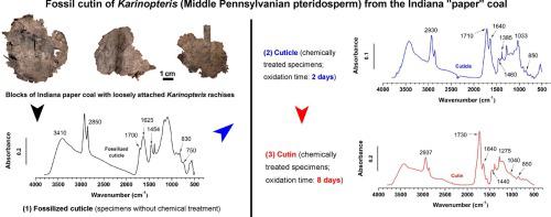 Fossil cutin of Karinopteris (Middle Pennsylvanian pteridosperm) from the “paper” coal of Indiana, U.S.A.