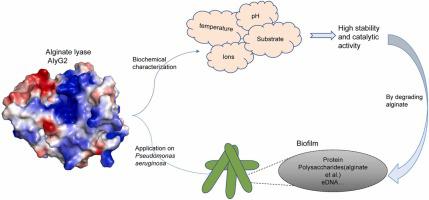 Preliminary identification and semi-quantitative characterization of a multi-faceted high-stability alginate lyase from marine microbe Seonamhaeicola algicola with anti-biofilm effect on Pseudomonas aeruginosa