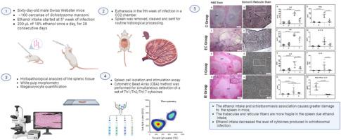 Changes in splenic tissue and immune response profile of Schistosoma mansoni infected mice submitted to chronic ethanol intake.