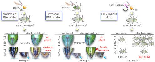 Doublesex is essential for masculinization but not feminization in Lygus hesperus