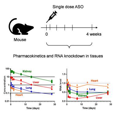 Tissue pharmacokinetics of antisense oligonucleotides