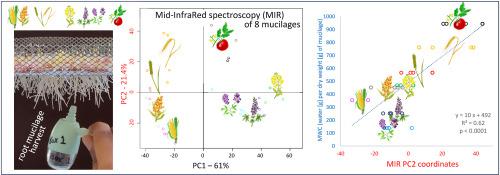 Chemical diversity of crop root mucilages: Implications for their maximal water content and decomposition