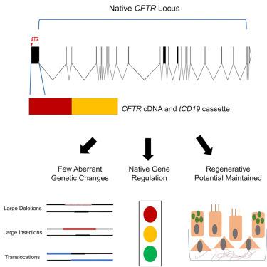 Investigating Adverse Genomic and Regulatory Changes Caused by Replacement of the Full-length CFTR cDNA Using Cas9 and AAV