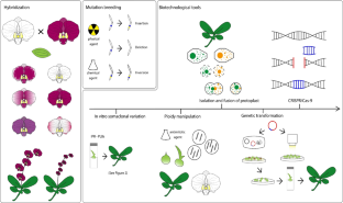 Breeding of ornamental orchids with focus on Phalaenopsis: current approaches, tools, and challenges for this century