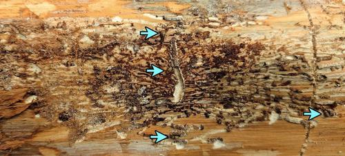 Reemergence and sister brood establishment in the bark beetle Polygraphus proximus (Coleoptera: Curculionidae: Scolytinae) under laboratory conditions