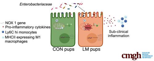 A Murine Model of Maternal Micronutrient Deficiencies and Gut Inflammatory Host-microbe Interactions in the Offspring