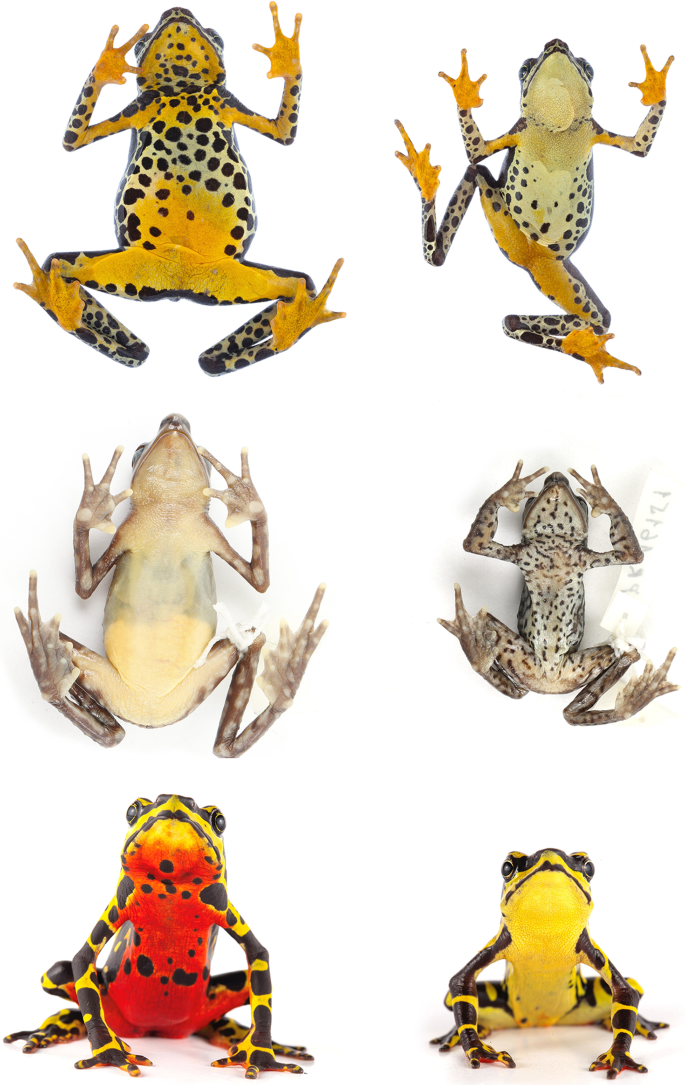 Sex-specific ventral dichromatism and melanization in harlequin toads (Atelopus): a common but overlooked character of unknown function