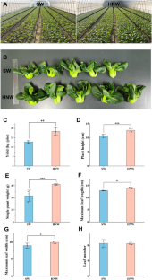 Hydrogen-based irrigation increases yield and improves quality of Chinese cabbage by enhancing nutrient composition and antioxidant capabilities