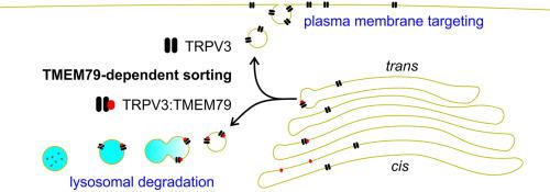 TRPV3 returns with a pleasant feeling of warmth