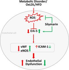 Silymarin prevents endothelial dysfunction by upregulating Erk-5 in oxidized LDL exposed endothelial cells