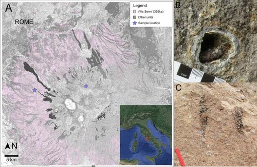 Rapid accumulation and ascent precedes caldera forming eruption of low viscosity magma