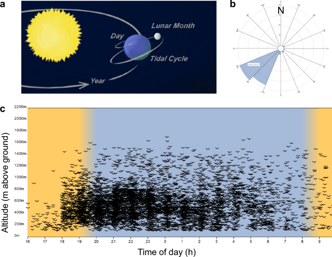 Avian migration clocks in a changing world