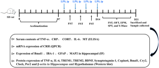 Potential Role of Bmal1 in Lipopolysaccharide-Induced Depression-Like Behavior and its Associated