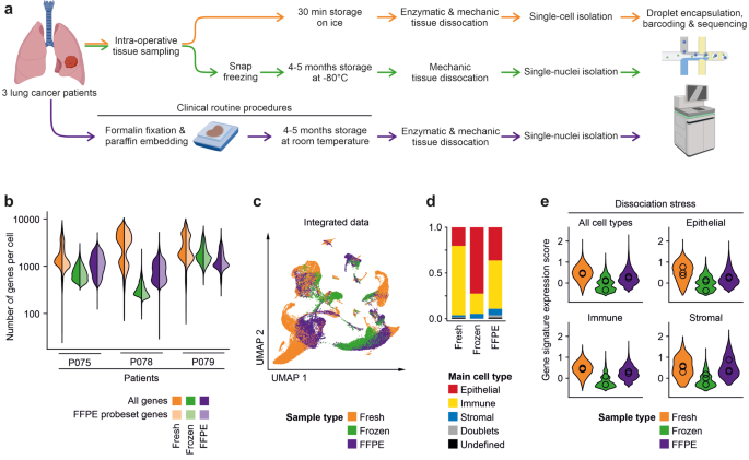 Robust detection of clinically relevant features in single-cell RNA profiles of patient-matched fresh and formalin-fixed paraffin-embedded (FFPE) lung cancer tissue.