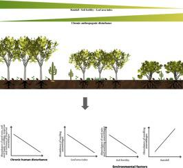 Chronic human disturbance and environmental forces drive the regeneration mechanisms of a Caatinga dry tropical forest