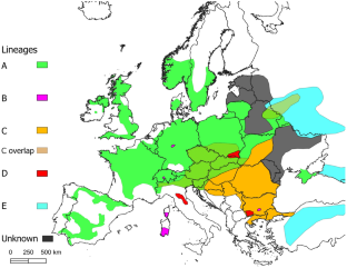 Between the lines: mitochondrial lineages in the heavily managed red deer population of Belarus