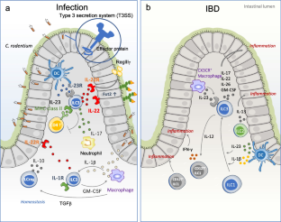 Disease pathogenesis and barrier functions regulated by group 3 innate lymphoid cells