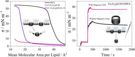 Magnetically controlled insertion of magnetic nanoparticles into membrane model