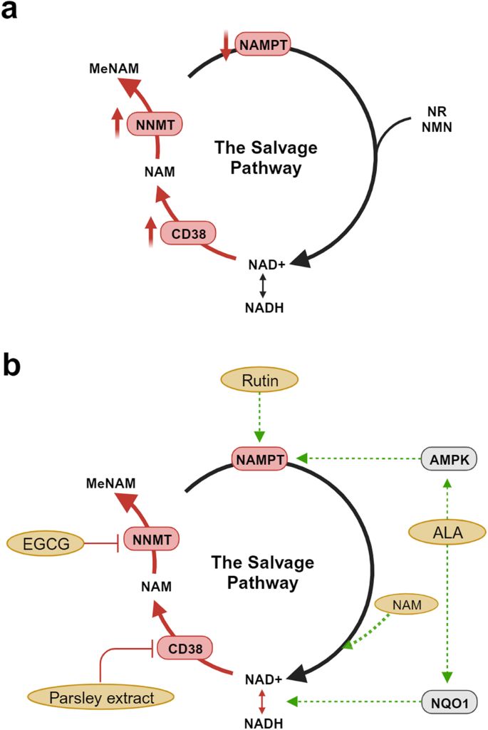 The use of a systems approach to increase NAD+ in human participants