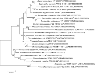 Phocaeicola acetigenes sp. nov., producing acetic acid and iso-butyric acid, isolated faeces from a healthy human