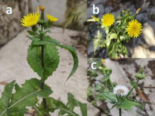 Sonchus oleraceus L.: ethnomedical, phytochemical and pharmacological aspects