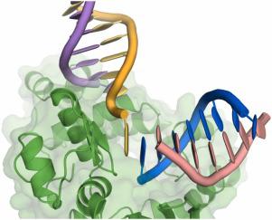 DNA polymerase λ Loop1 variant yields unexpected gain-of-function capabilities in nonhomologous end-joining