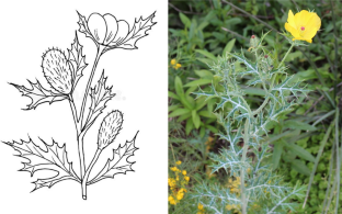 Argemone mexicana L. (Papaveraceae): chemistry, pharmacology, and toxicology