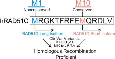 Variants in the first methionine of RAD51C are homologous recombination proficient due to an alternative start site