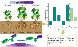 External phosphorus enhances the efficient acquisition of phosphorus by alfalfa (Medicago sativa L.) through its interaction with root morphological traits and rhizosphere carboxylates