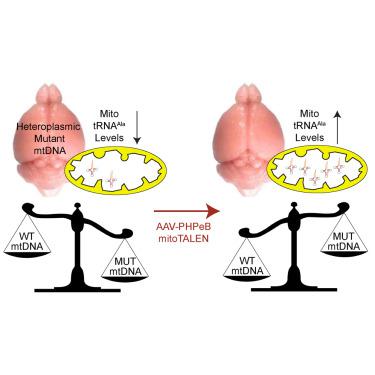 mitoTALEN Reduces the Mutant mtDNA Load in Neurons