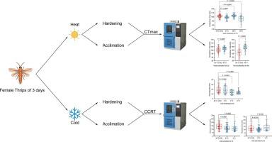 Plasticity of cold and heat stress tolerance induced by hardening and acclimation in the melon thrips