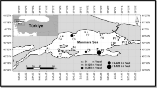 Some Notes on Morphometry and Population Biology of Shi Drum Umbrina cirrosa Juveniles in the Marmara Sea, Türkiye