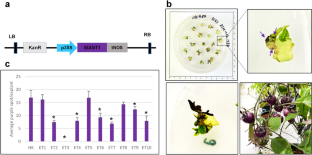 Generation of parthenocarpic tomato plants in multiple elite cultivars using the CRISPR/Cas9 system