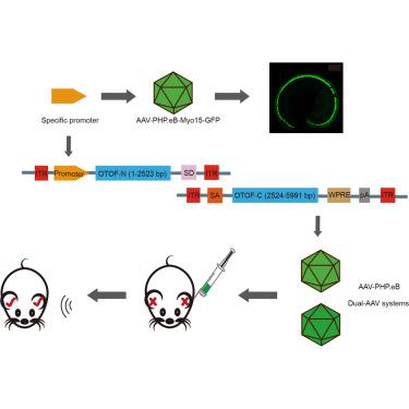 Hair Cell-specific Myo15 Promoter-mediated Gene Therapy Rescues Hearing in DFNB9 Mouse Model