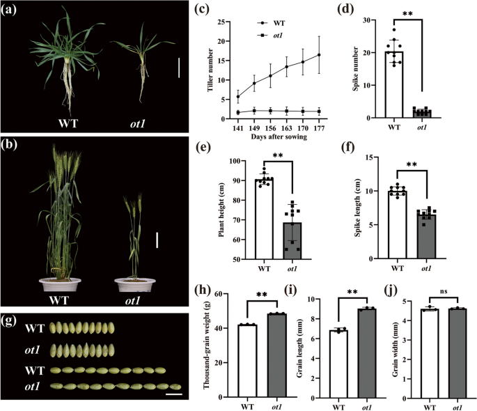 Strigolactone and abscisic acid synthesis and signaling pathways are enhanced in the wheat oligo-tillering mutant ot1